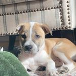 Penny Patricia Pearce - @pennythedog.123 - Instagram