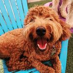 Penny Pearce - @pennydreadfuldoodle - Instagram