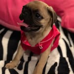 Penny Pham - @penny_the_pug2018 - Instagram