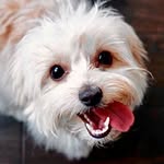 Penny Pham Bui - @pennypennepen - Instagram