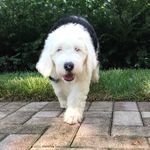Penny & Ruby - @pennypotts1 - Instagram