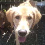 Penny Lamb - @pennypottsphd - Instagram