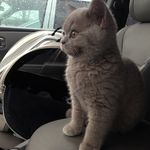 Penny Potts - @pennypotts_the_cat - Instagram
