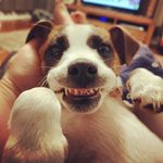 Penny Potts - @pennypuppypotts - Instagram