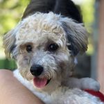 Penny Powers - @penny_poochon - Instagram