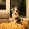 Penny - @pennyandthepride - TikTok