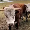 Penny Rich - @penny.rich7 - TikTok