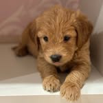Penny Richter - @penny.richter_goldendoodle - Instagram