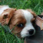 Penny Richter-Sheridan 🐶 - @pennyrichter - Instagram