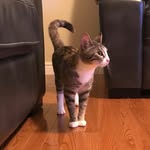 Penny Ricks - @pennythecat09 - Instagram