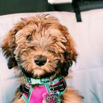 Penny Roo 💕 - @pennyroothebernedoodle - Instagram