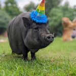 Penny the Pig | Golden Root Acres - @goldenrootpenny - Instagram