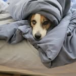 Penny Lane...A Day in the Life of... - @pennylanerosenberg15 - Instagram