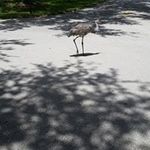 Penny Rosenberger - @rosenbergerpenny - Instagram