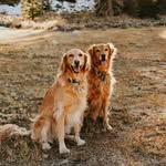RUDDER & PENNY - @rudderandpenny - Instagram