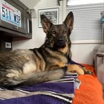Penny Ryan - @shelbygt500girl - Instagram