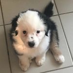 Penny Schaefer - @pennytheshephard - Instagram