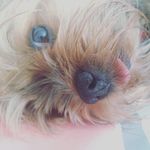 Penny Schaefer - @yorkie.penny - Instagram