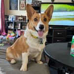 Penny Schmidt - @pennythecorgibooboo - Instagram