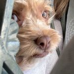 Penny Schultz - @penniferschultz - Instagram