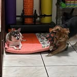 Yaco y Penny Serrano - @donyaco_and_pennylu - Instagram