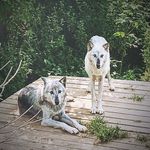 Penny Sexton - @p_dogg_123 - Instagram