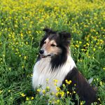 Miss Penny Sharp - @penny_sharp_the_sheltie - Instagram