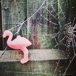 Penny-Lee Birkett-sharp - @pennylee.photos - Instagram