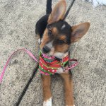Penny Dalton - @penny_the_shepard - Instagram