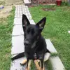 Penny😎🐶 - @pennytheshepard - TikTok