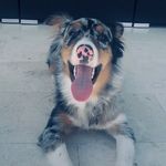 Penny The Australian Shepard - @penny_the_aussieee - Instagram