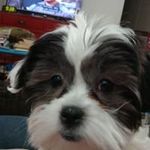 penny snyder - @pennysnyder8852 - Instagram