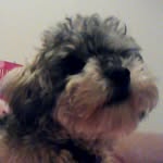 Penny Stanfield - @pennyrosealie - Instagram