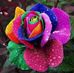 Penny Steen - Facebook