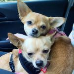 Penny & Tanner - @chihauhau_gang - Instagram