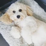 𝓟𝓮𝓷𝓷𝔂 𝓣𝓱𝓸𝓻𝓷𝓽𝓸𝓷 - @penny_cavapoochon - Instagram