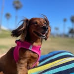 Penny the Doxie - @pennyparkertravis - Instagram