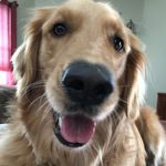 Penelope Trimble - @penny_thegolden_pup - Instagram