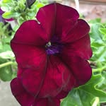 Penny Waites - @pennywaitrs - Instagram