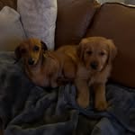 PENNY & RUSTY - @penny_rusty_weber - Instagram
