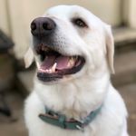 Penny Lane Weber - @pennylaneweber - Instagram