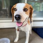 Penny Rose Weber - @penny_da_cutie_beagle - Instagram