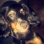 Ifyouarereadingthisiloveyou - @penny_the_weiner - Instagram