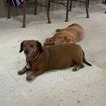 Lilo & Penny - Weiner Dogs - @liloandpenny - Instagram
