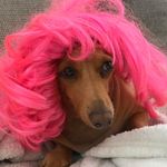 Penny!! 🌭 - @pennythyweiner - Instagram