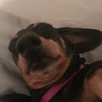 Penny Lane 💕 - @pennylanetheweiner - Instagram