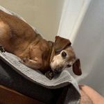 Penny Lou Coleman - @pennytheweinerdog - Instagram