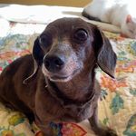 Penny - @penny.the.weiner.dog - Instagram