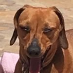 Penny🌭 - @penny.the.weiner - Instagram