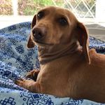 Penny - @penny.the.weinerdog - Instagram